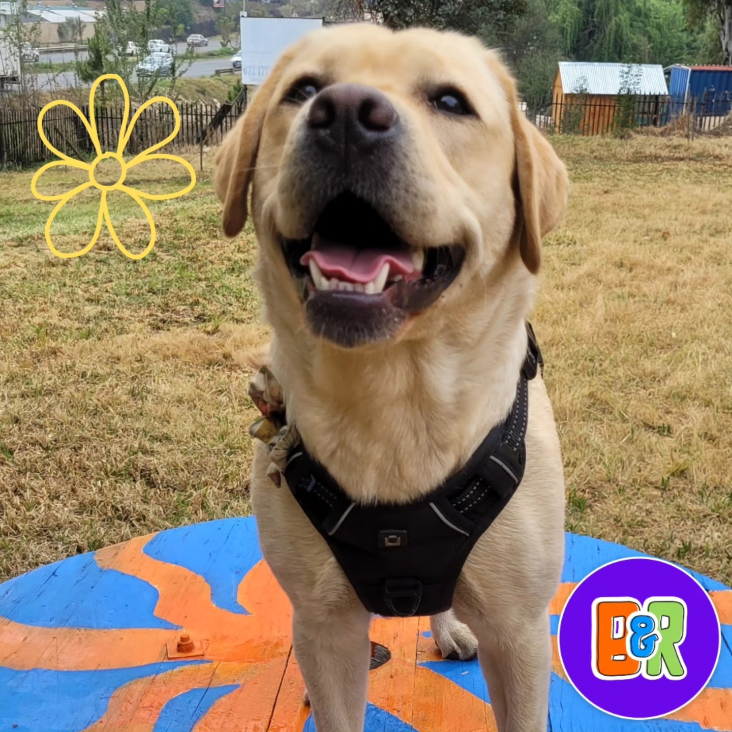 Barks and Recreation Interior